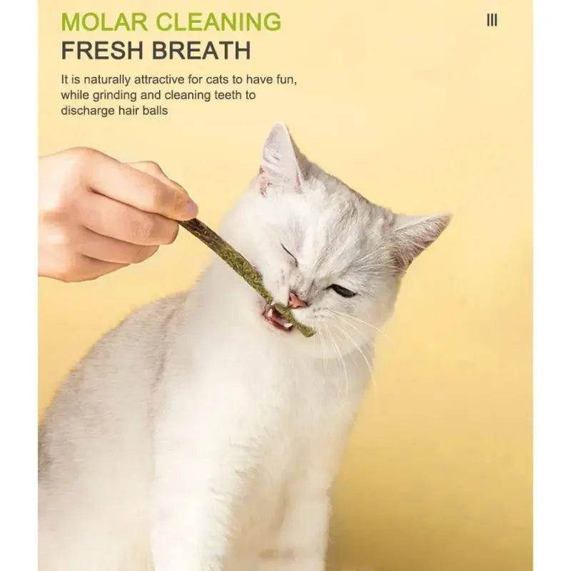 6 Peças de Bastões Naturais de Matatabi para Gatos – Vara de Hortelã Silvervine para Limpeza Dental e Brincadeiras
